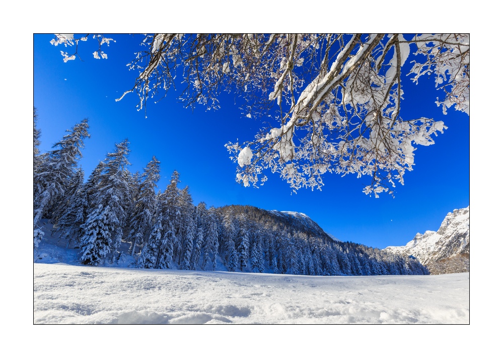Winterwald #339016