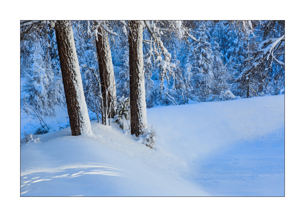 Winterwald #339042
