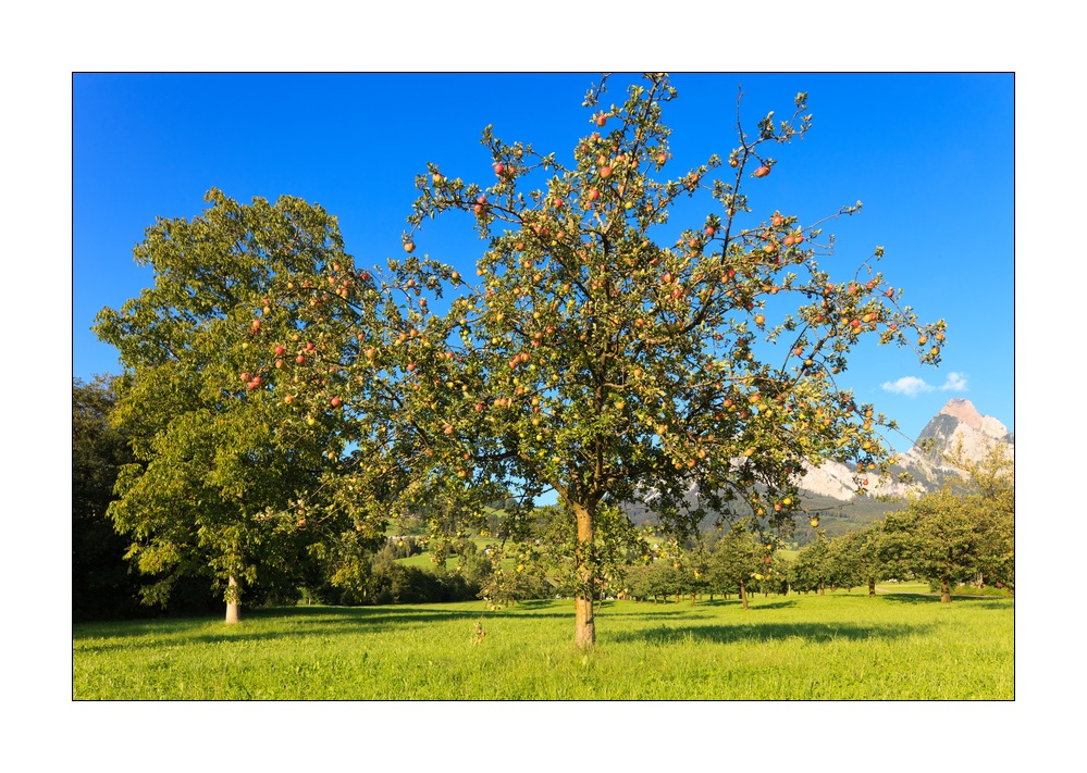 Apfelbaum #32979