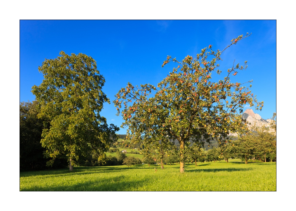 Apfelbaum #32985