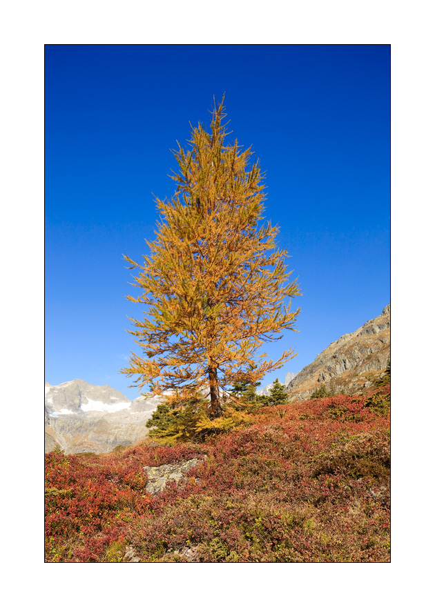 goldene Lärche #30498