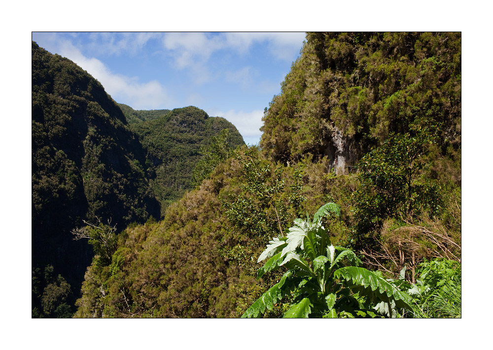 Madeira #20299