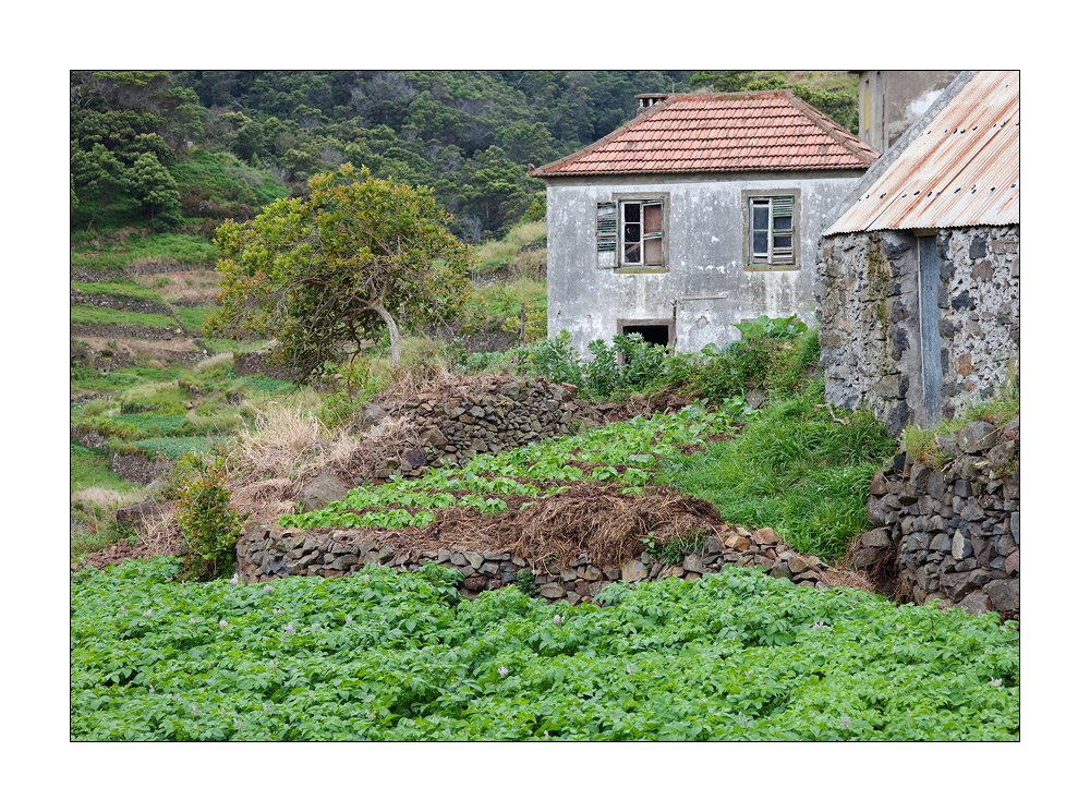 Madeira Ribeira Seca #20677