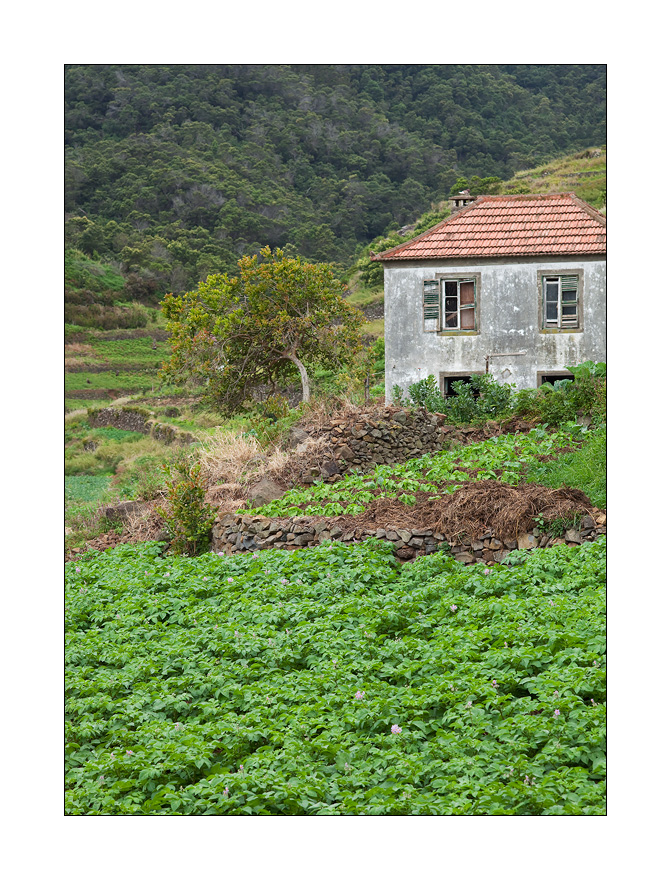 Madeira Ribeira Seca #20681
