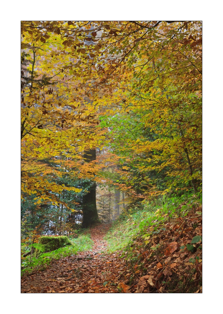 Herbstwald #35667