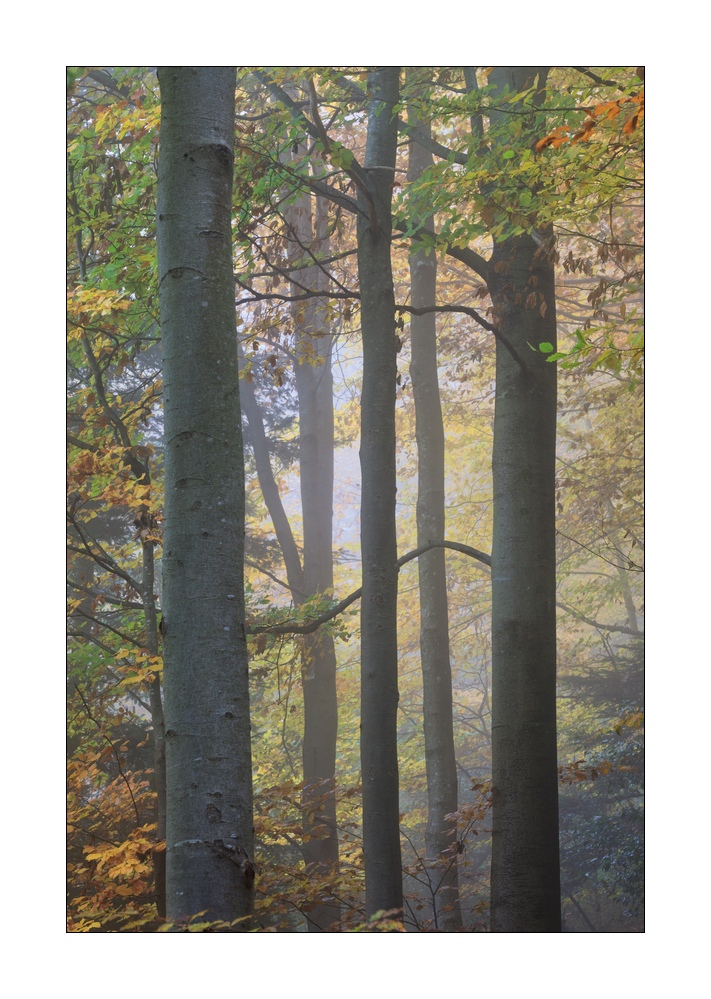 Herbstwald #35681