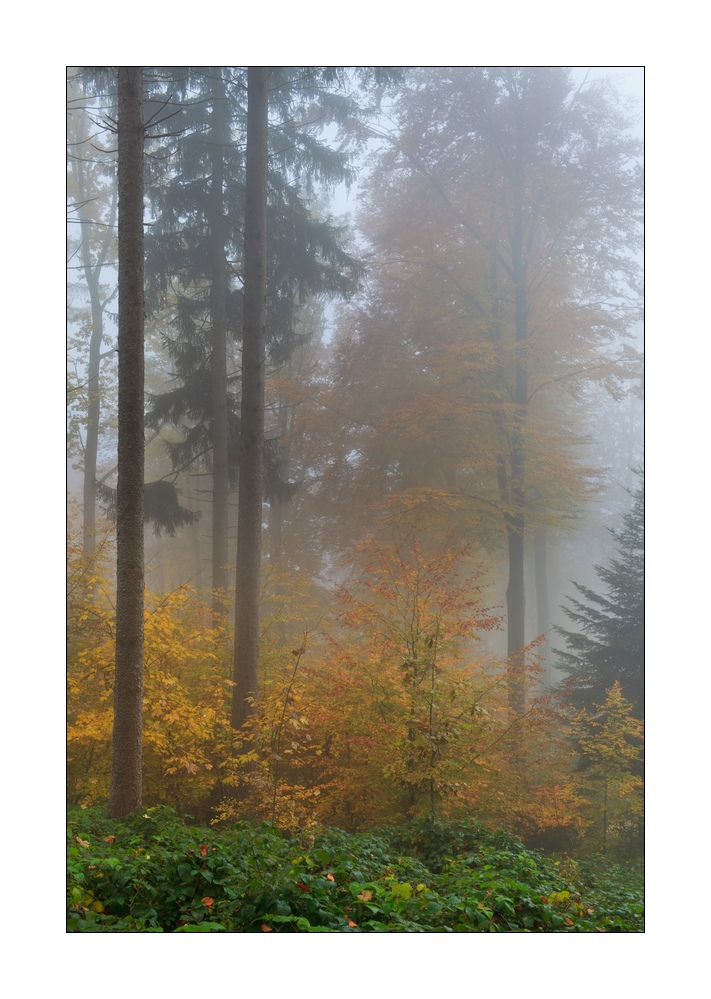 Herbstwald #35695