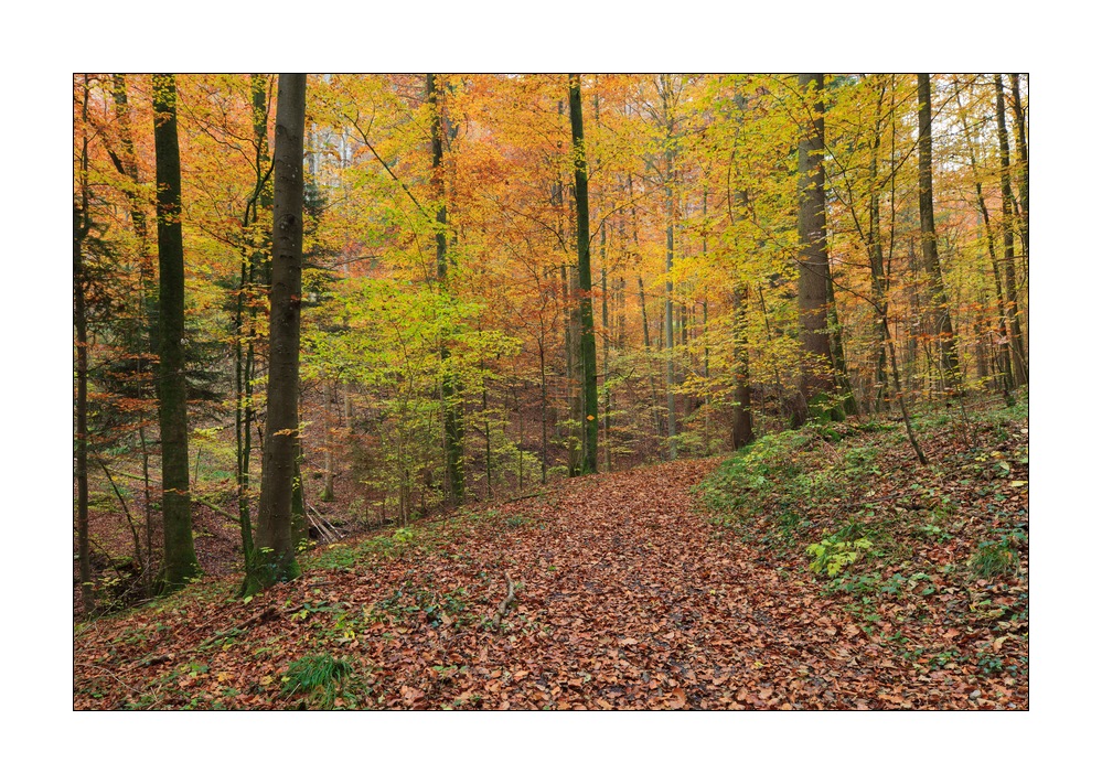 Herbst im Sihlwald #35698