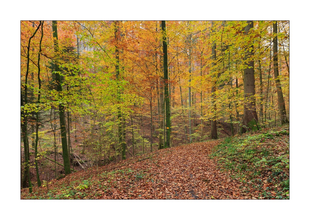 Herbst im Sihlwald #35700