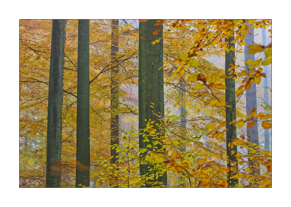 Herbst im Sihlwald #35741