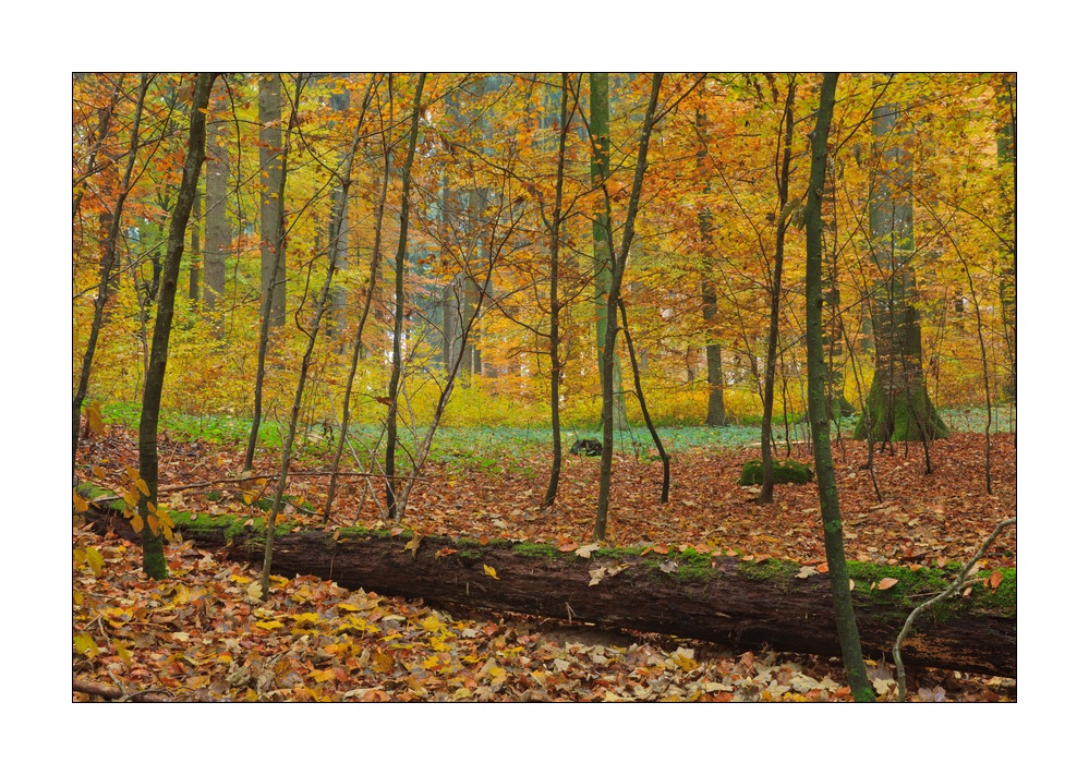 Herbst im Sihlwald #35763
