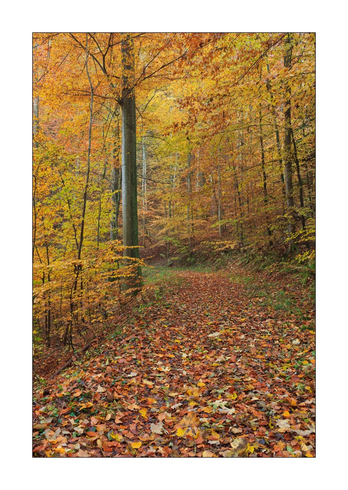 Herbst im Sihlwald #35770