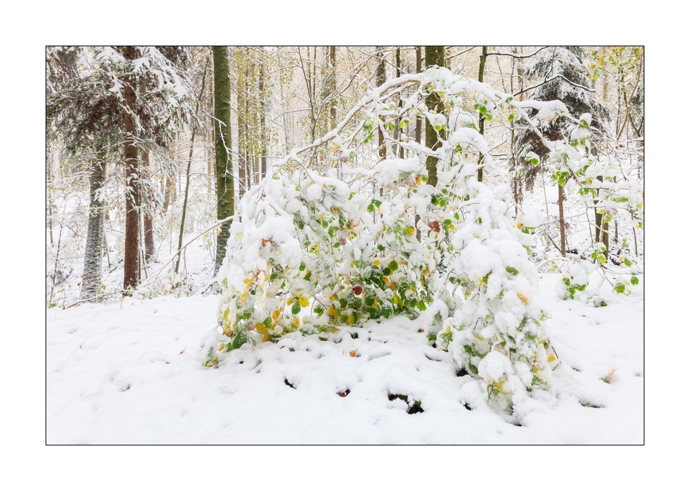 Wintereinbruch im Sihlwald #40108