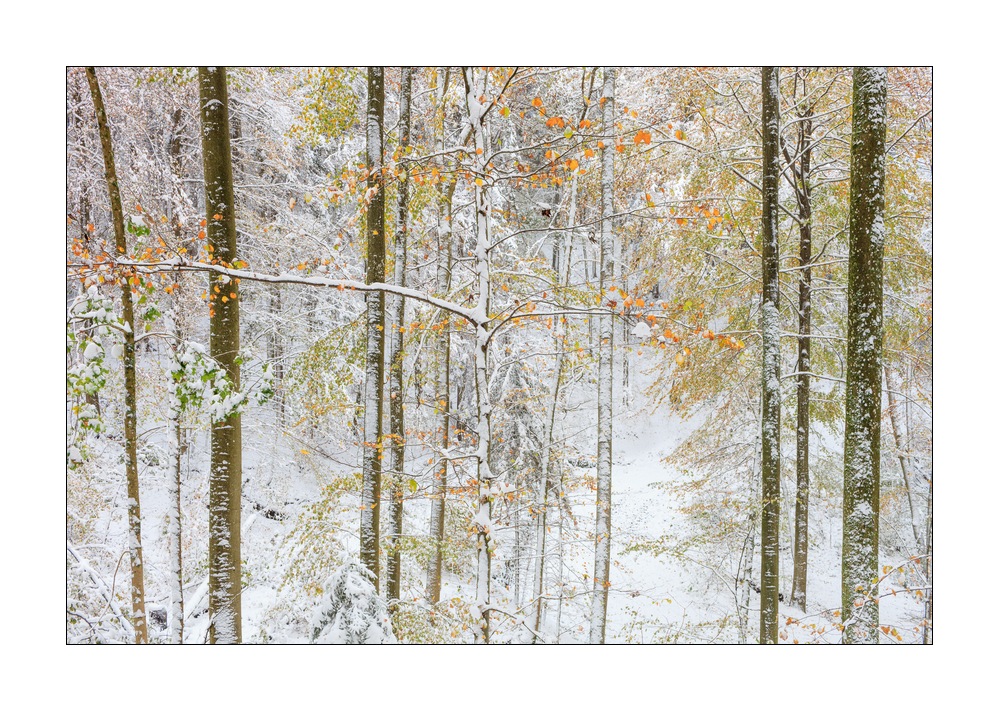 Wintereinbruch im Sihlwald #40120