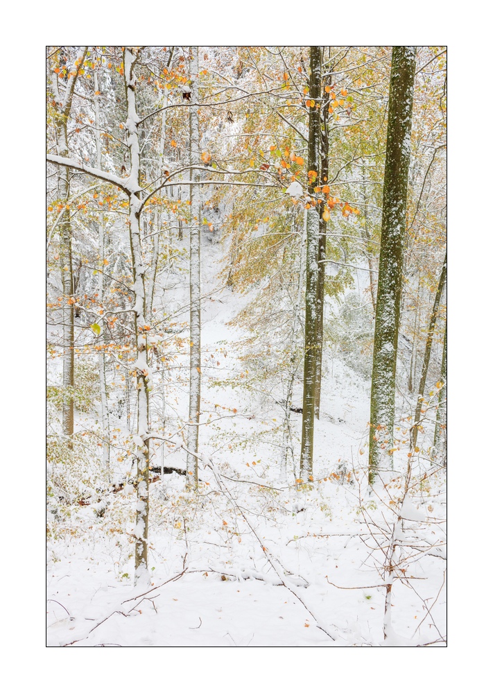 Wintereinbruch im Sihlwald #40123
