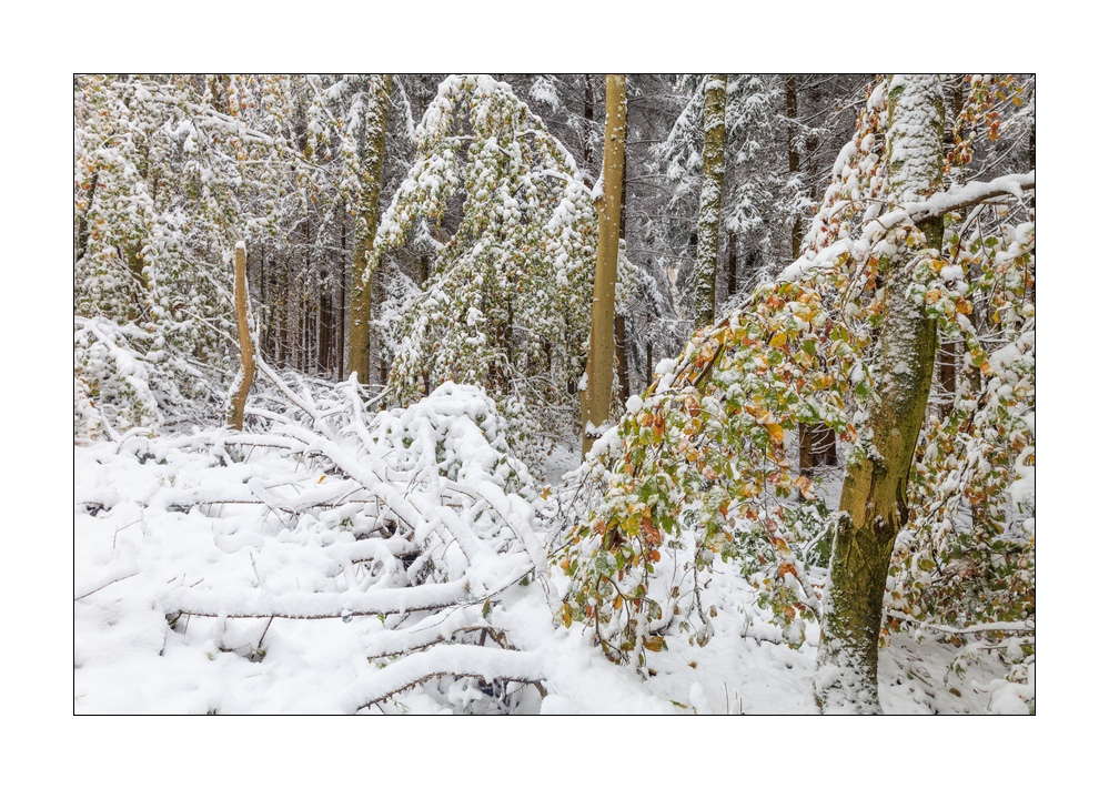 Wintereinbruch im Sihlwald #40128