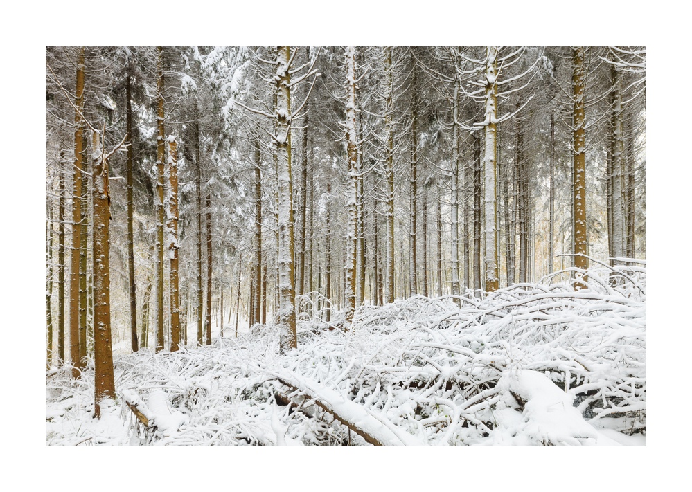 Wintereinbruch im Sihlwald #40142