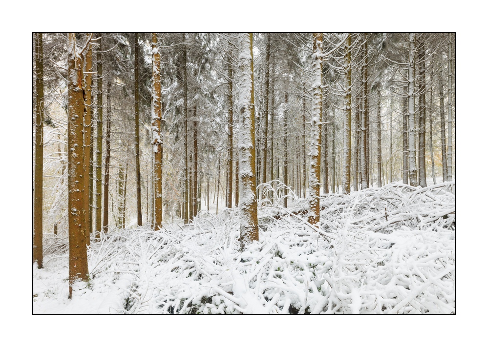 Wintereinbruch im Sihlwald #40145