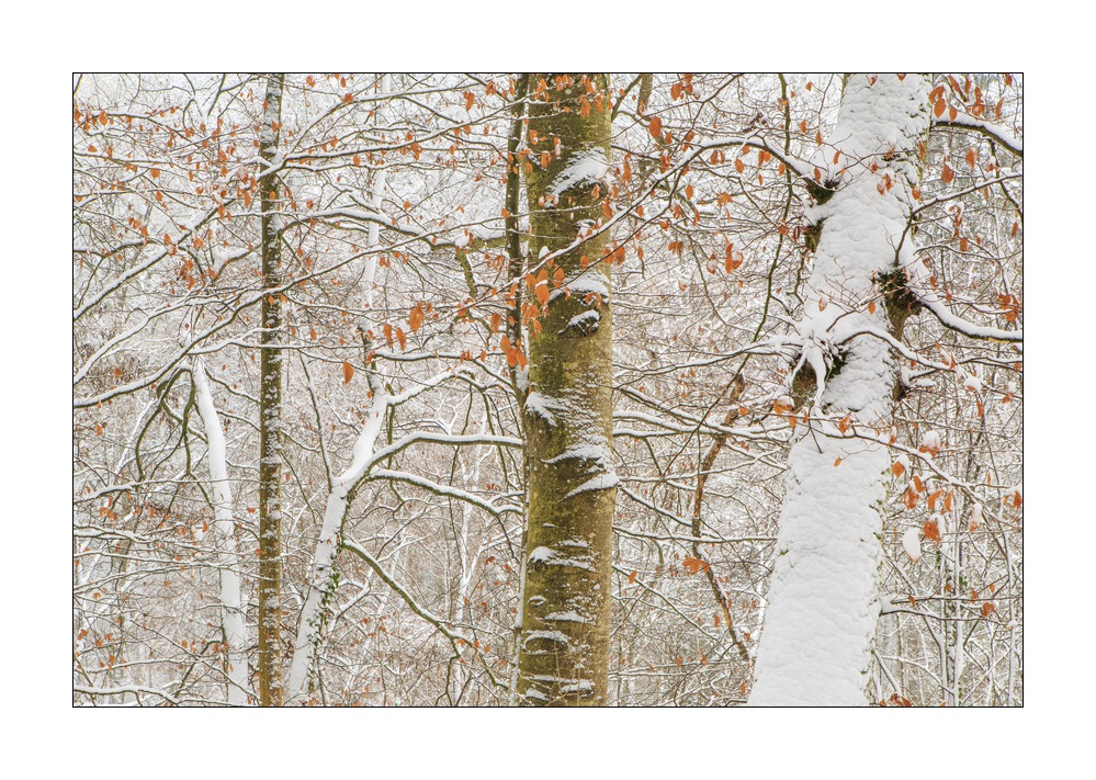 Wald im Winter #39324