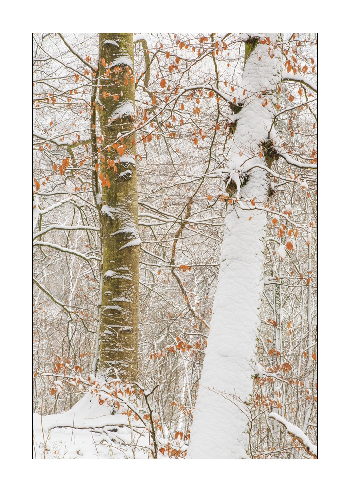 Wald im Winter #39326