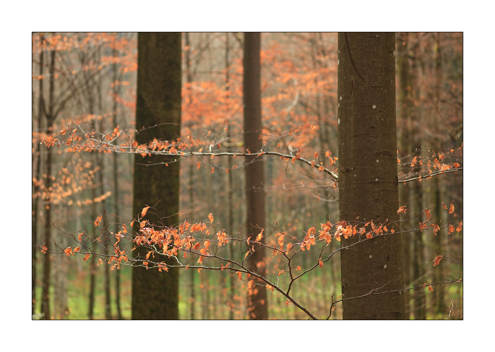 Buchenwald im Frühling #31556