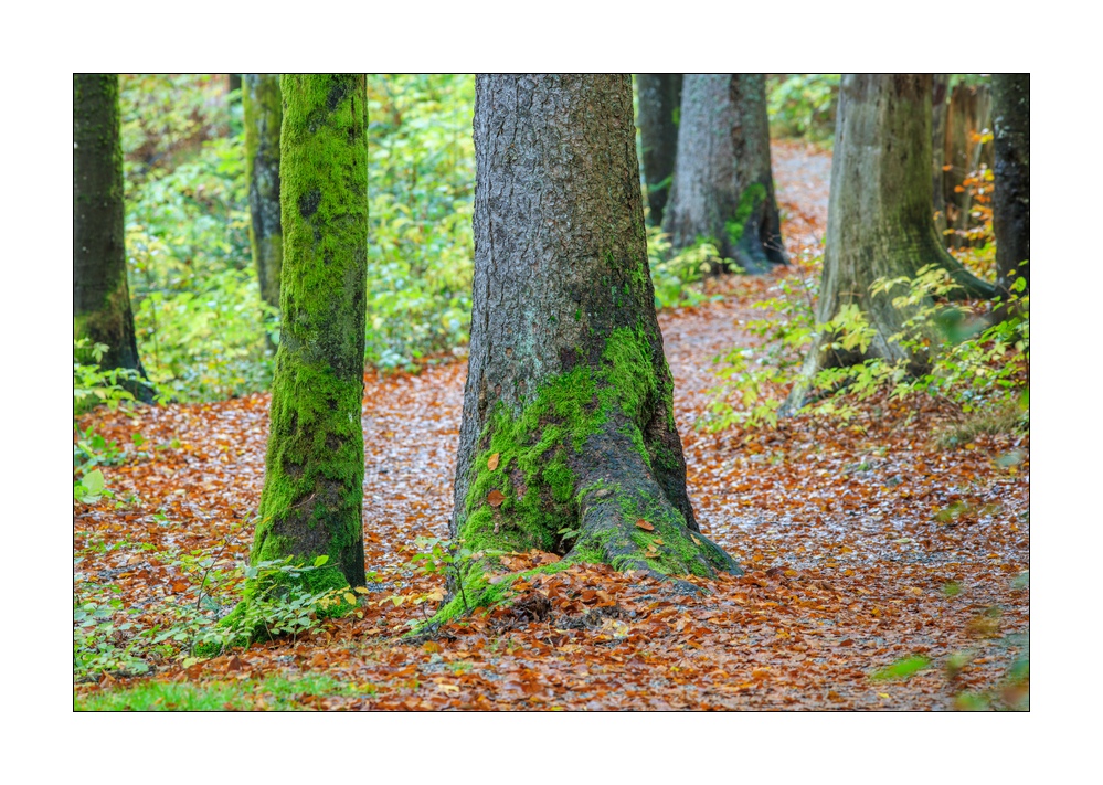 bayerischer Wald #5ds02929