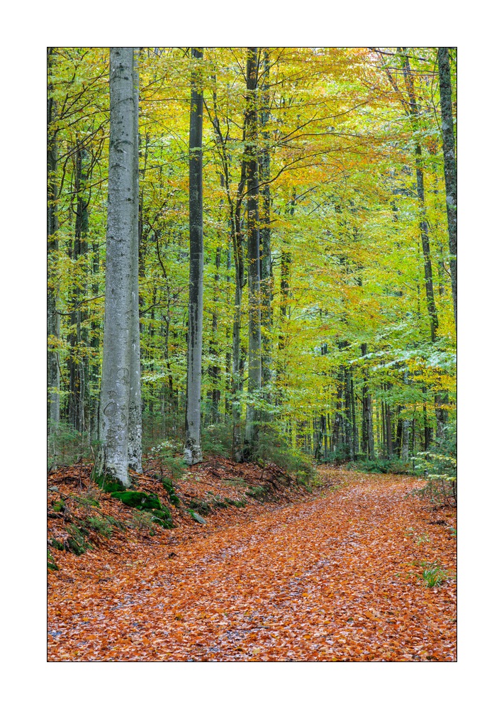 bayerischer Wald #5ds03002