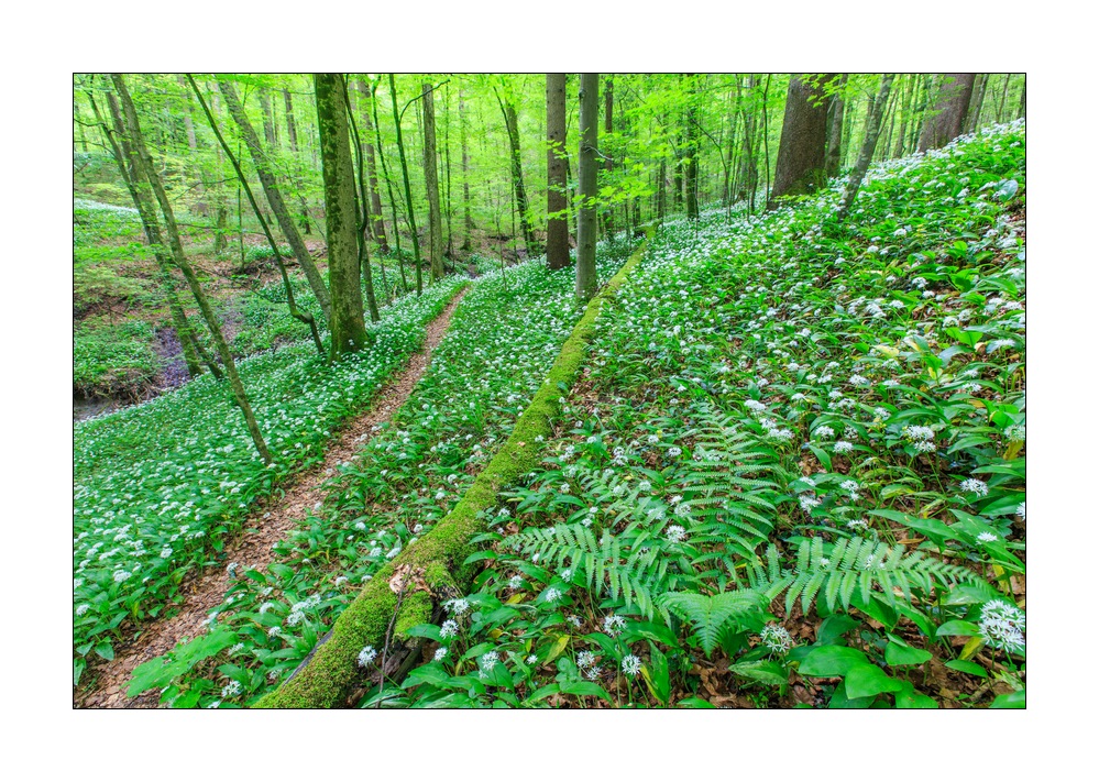 Sihlwald #30827