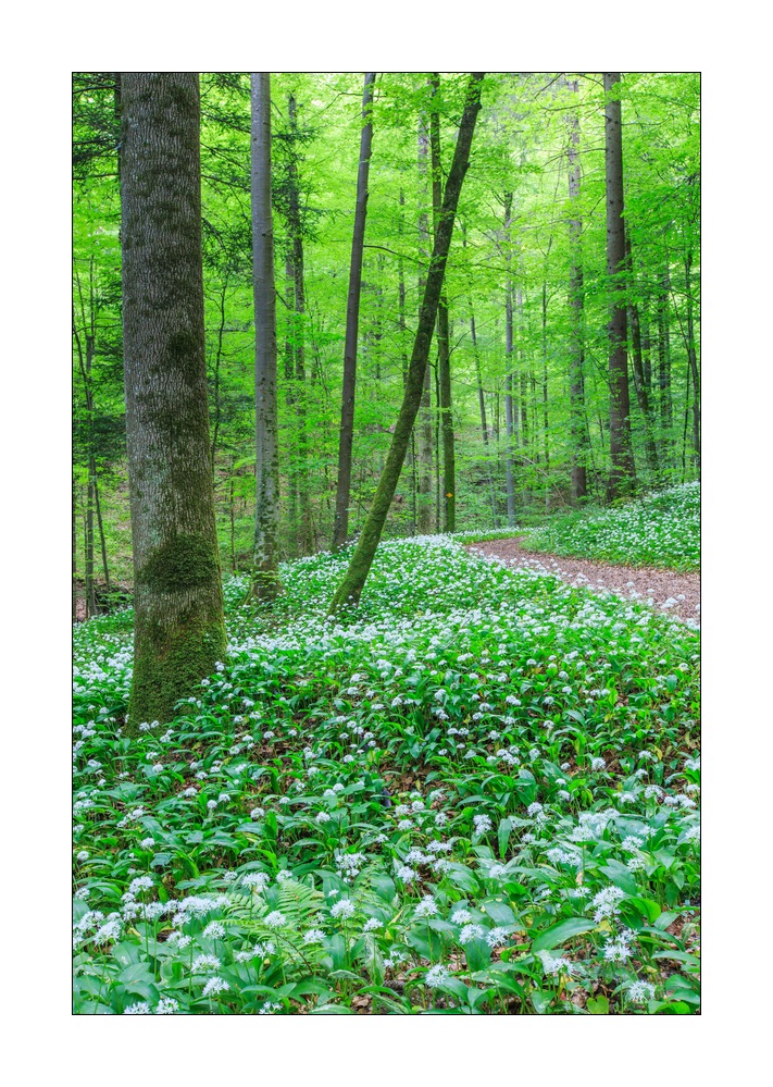 Sihlwald #30859