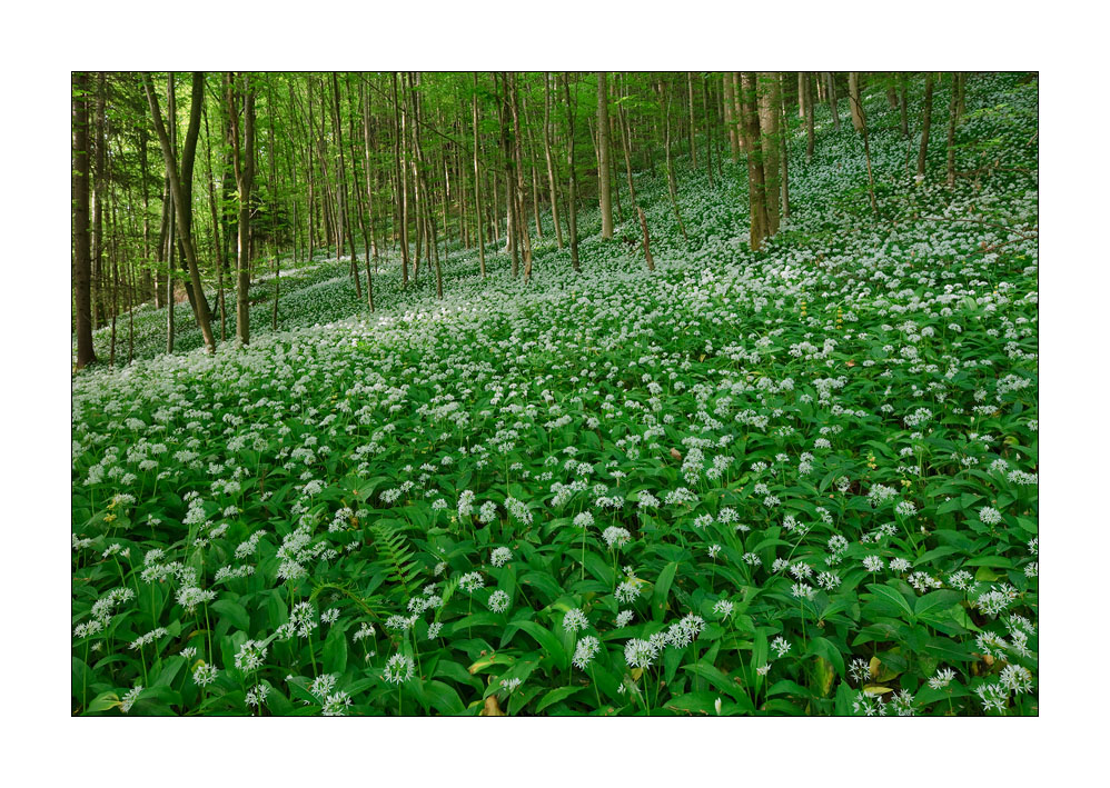 Wald #32205