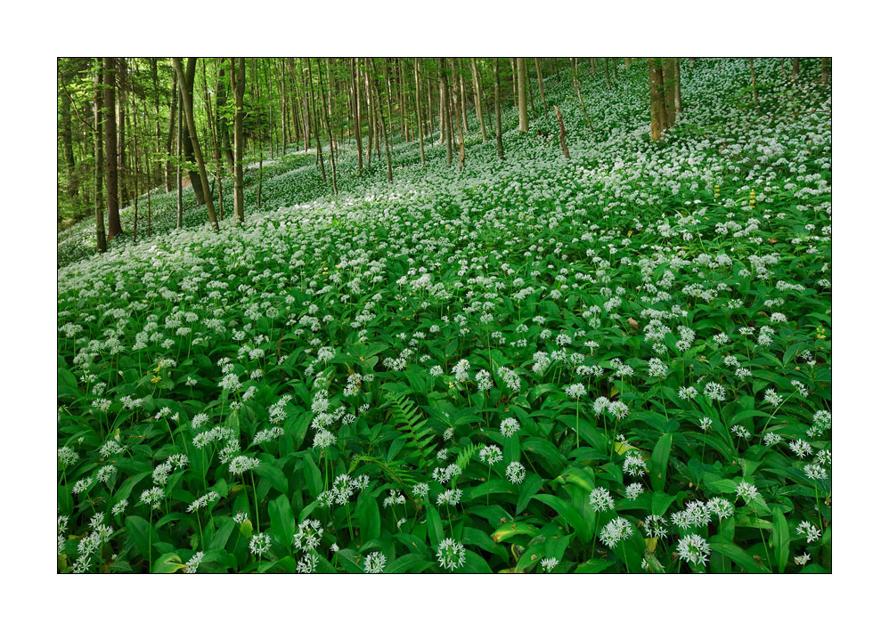 Wald #32208