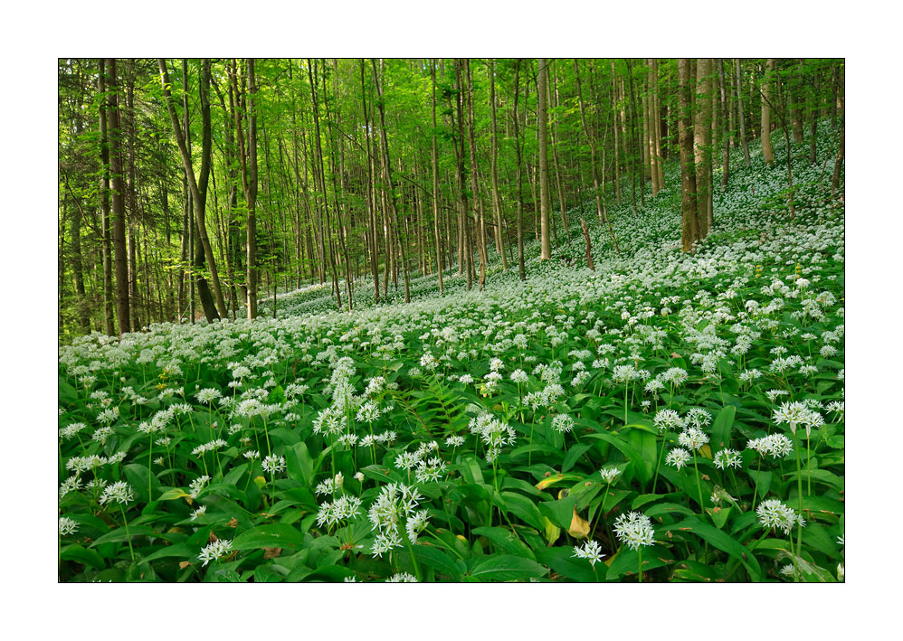 Wald #32209