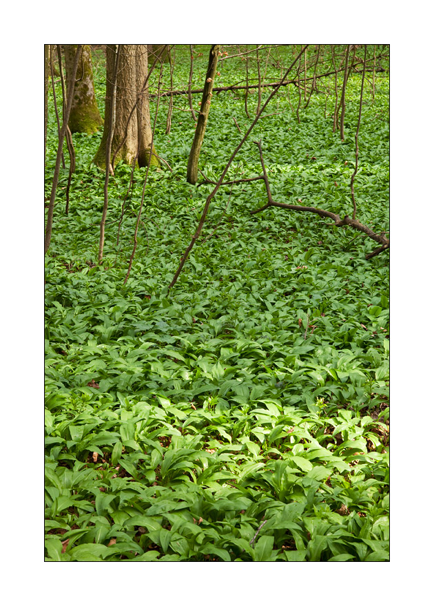 Waldboden #31563