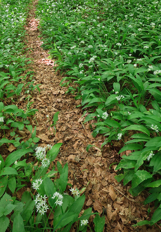 Wald #32172