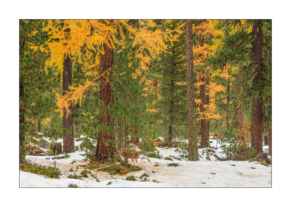 Herbstwald #33907