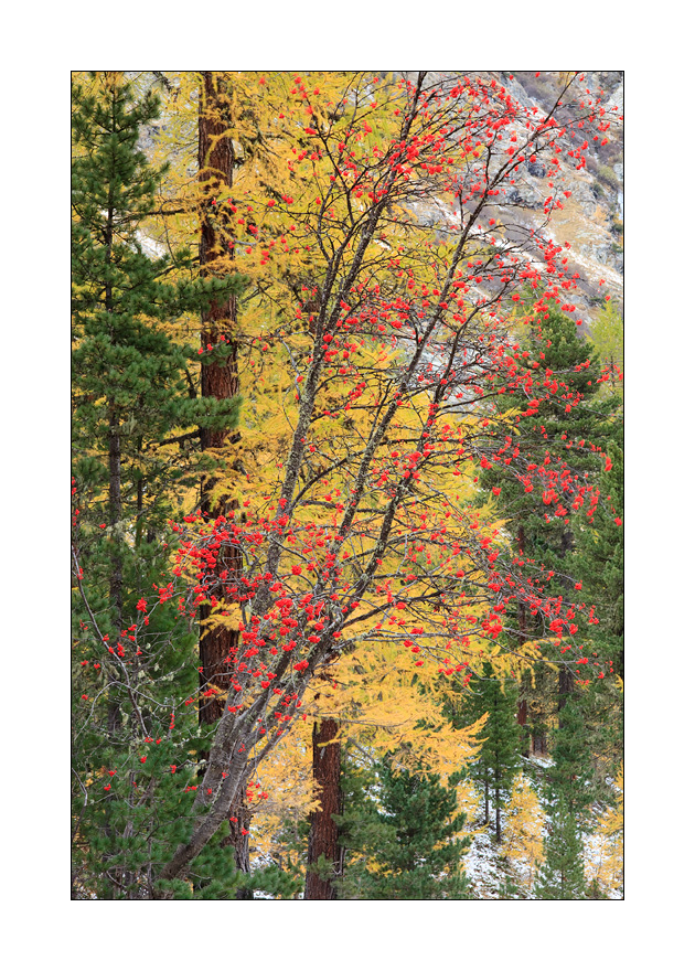 Vogelbeerbaum #25093