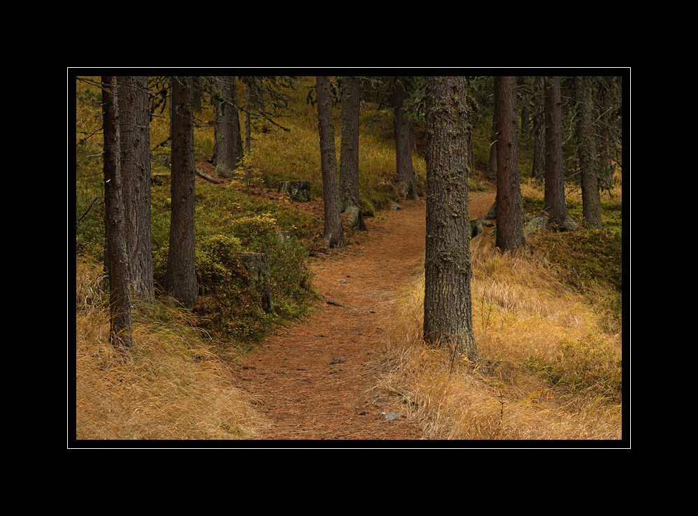Wald Sils#4515