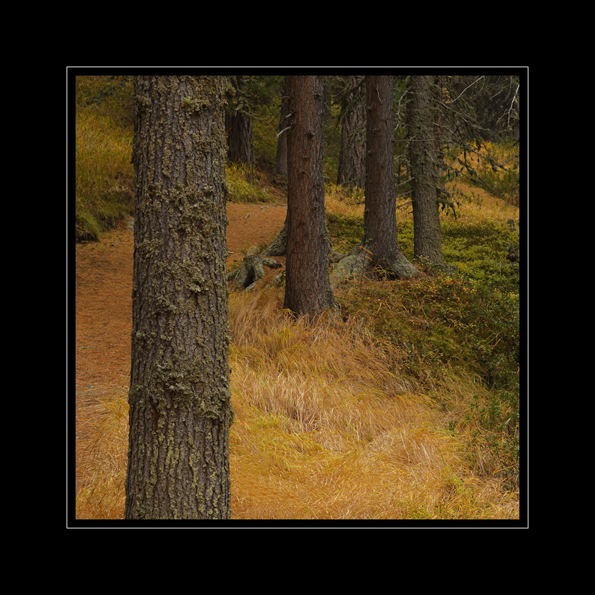 Wald Sils #4517