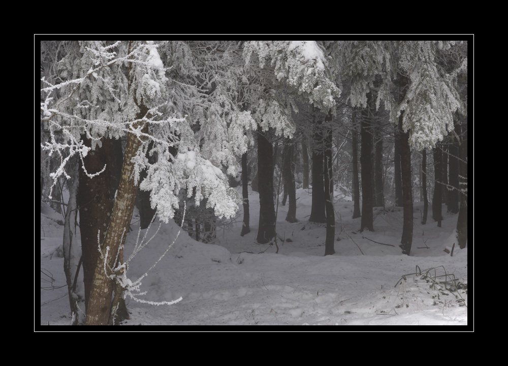 Bäume im Winter #12190