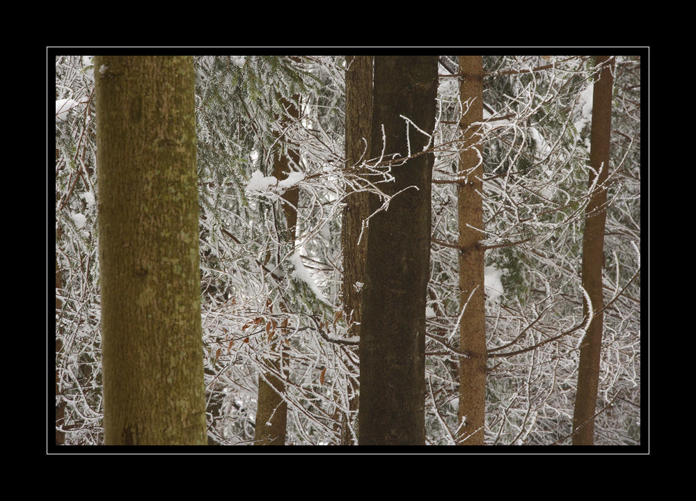 Bäume im Winter #12207