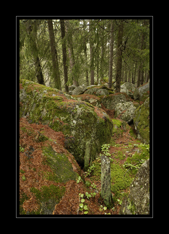 Wald Binntal #9456