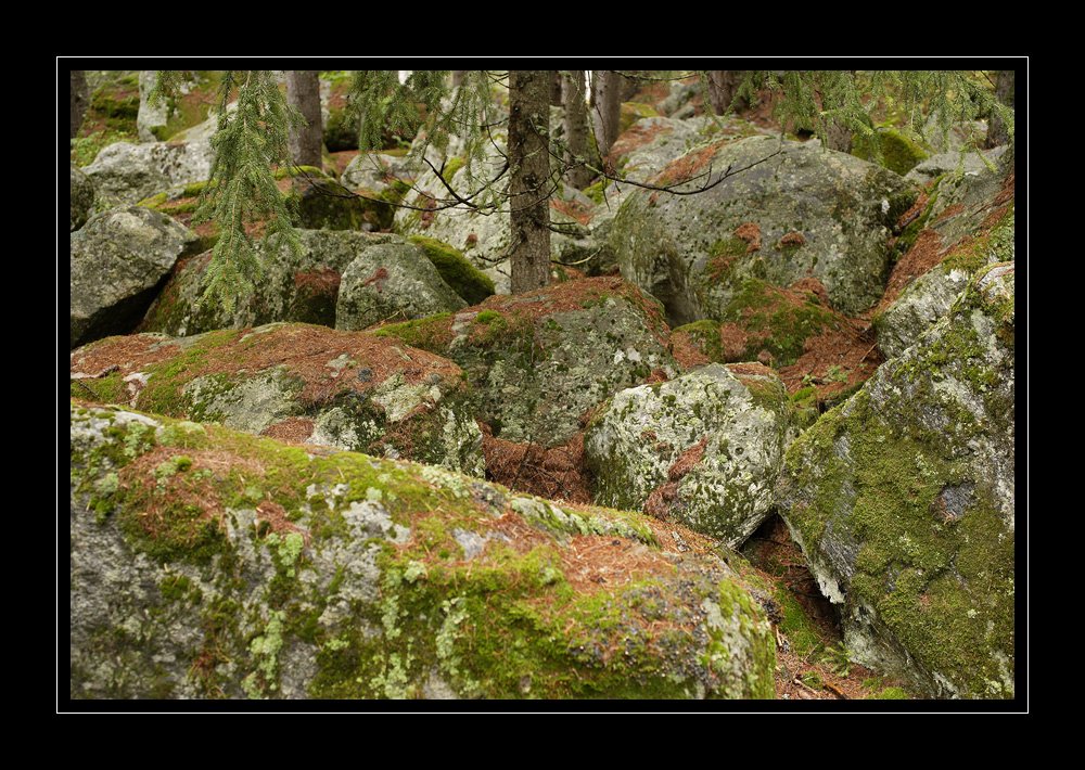 Wald Binntal #9489