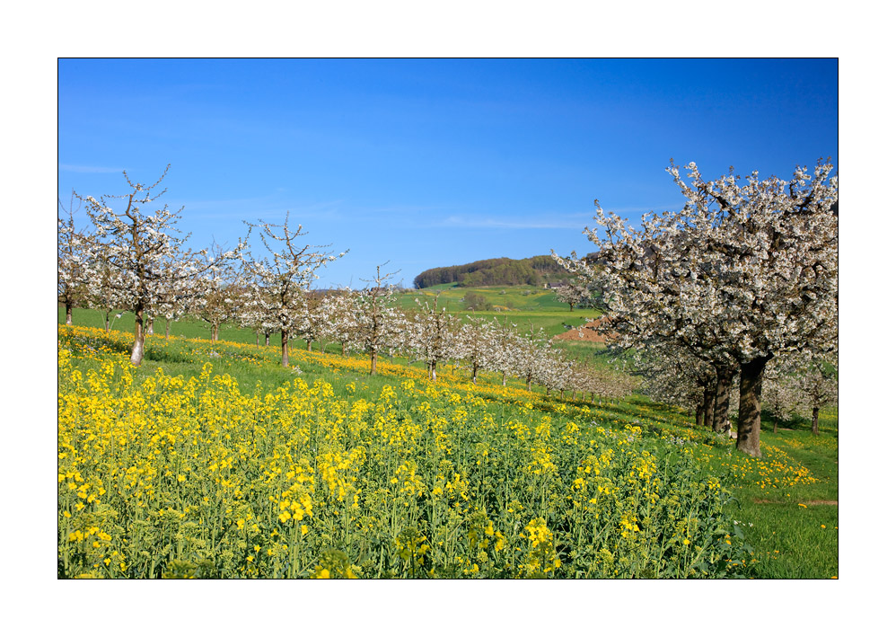 Frühling im Baselland #31769