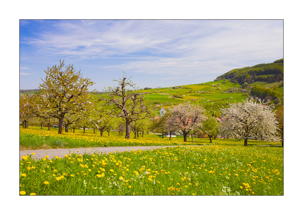 Oltingen #20956
