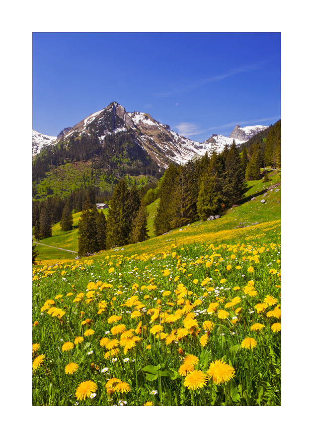 Voralp #21091