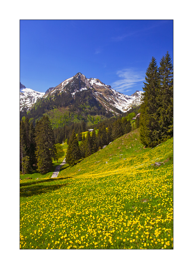Voralp #21105