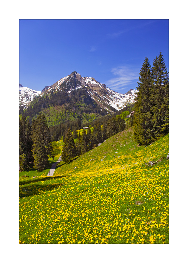 Voralp #21106