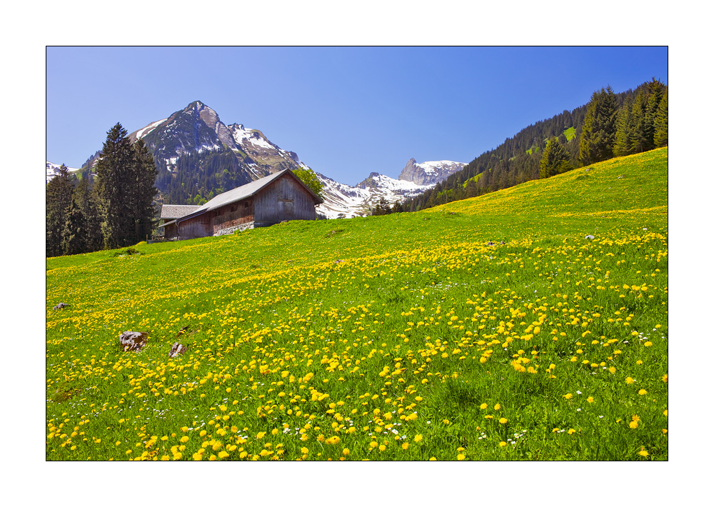 Voralp #21134
