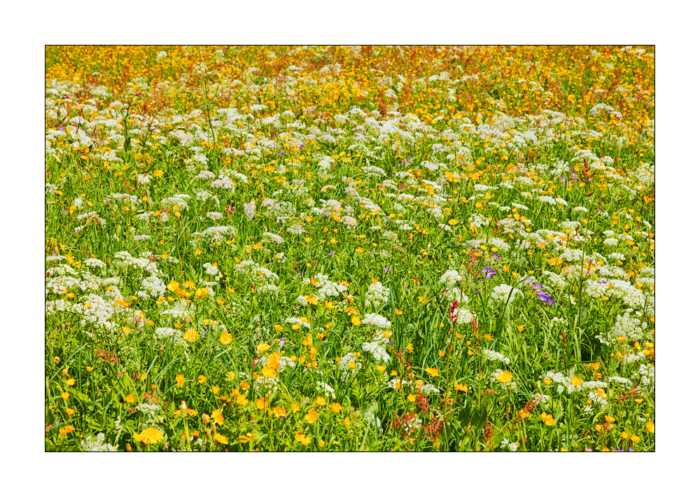 frühlingshafte Blumenwiese #21572