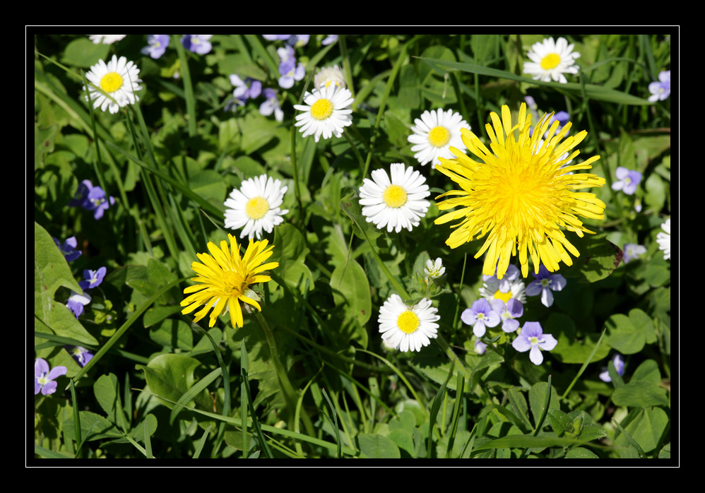 Blumenwiese #0110